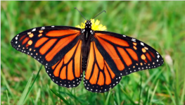 Picture of Monarch Butterfly