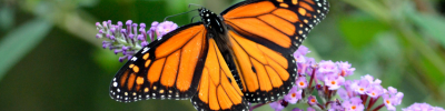 Picture of monarch butterfly